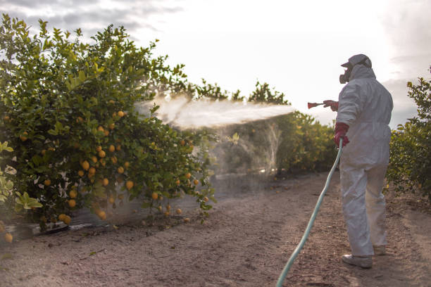 Best Emergency Pest Control  in San Jacinto, CA