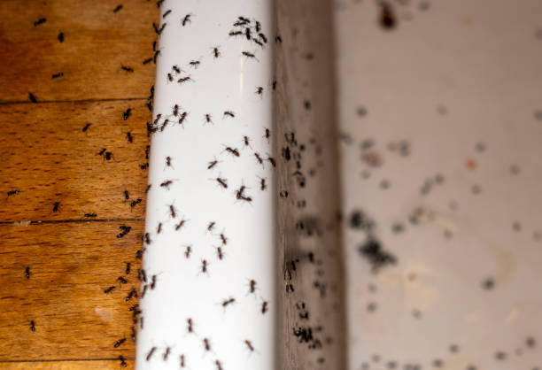 Best Pest Control Near Me  in San Jacinto, CA