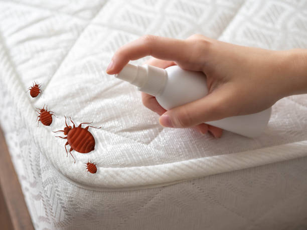 Best Mosquito Control Services  in San Jacinto, CA