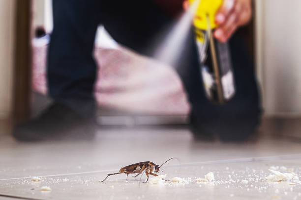 Best Spider Control Near Me  in San Jacinto, CA