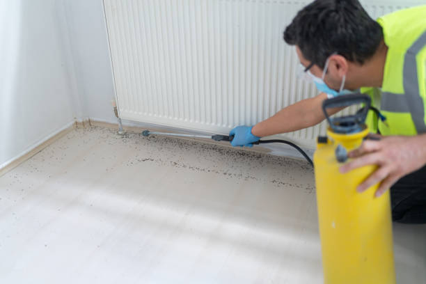 Flea Control Services in San Jacinto, CA